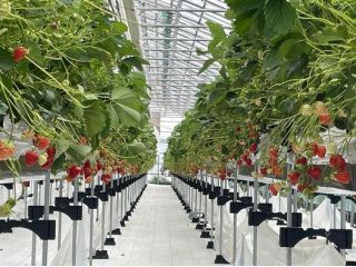 高設ベンチできれいないちごを食べていただけます。