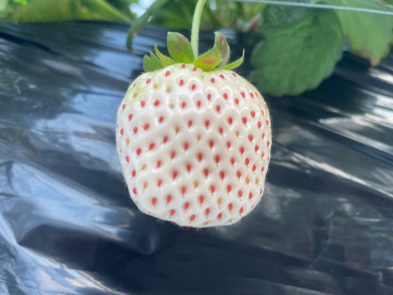 p[zCg@킪ԂĂق̂sNH׍łB_ȂŜ悤Ȃ₩Ȗ킢łBƂĂAȕiłB