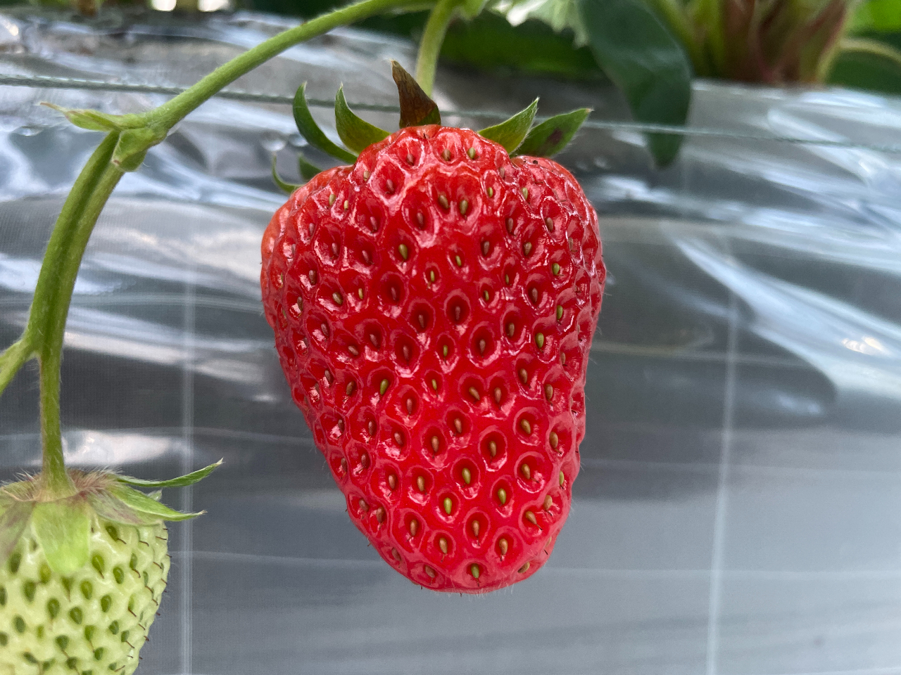 gق؁@_ƊẪ݂oXǂȂ\iłB