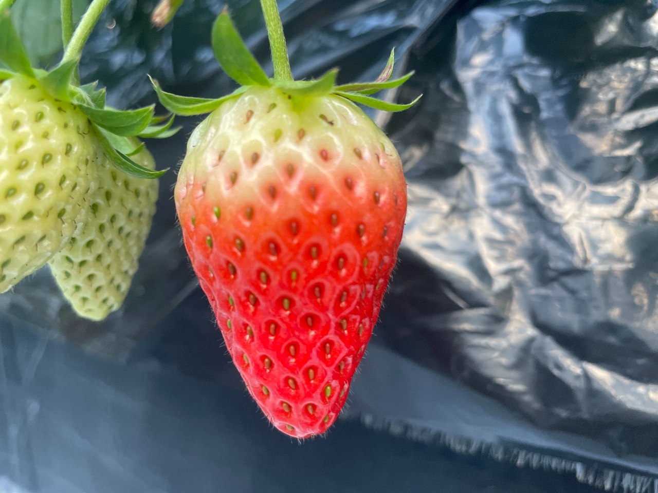 ͕P@_ȂÂiłBʓ_炩qlDȕiłB̂炢{̂nłB