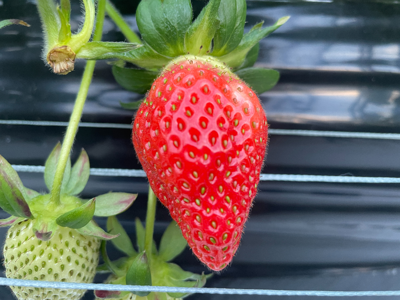 悢P@ʓ肵ĂāA荁肪A_͏Ȃ߂̕iłB