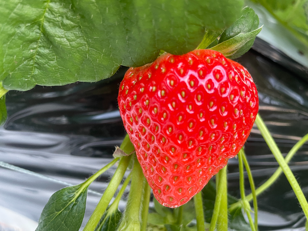 ݂̂@ՂƂtHŃn[g^̌`ŁAƂʓŎ_ȂŜ悤ȕ̃C`SłB