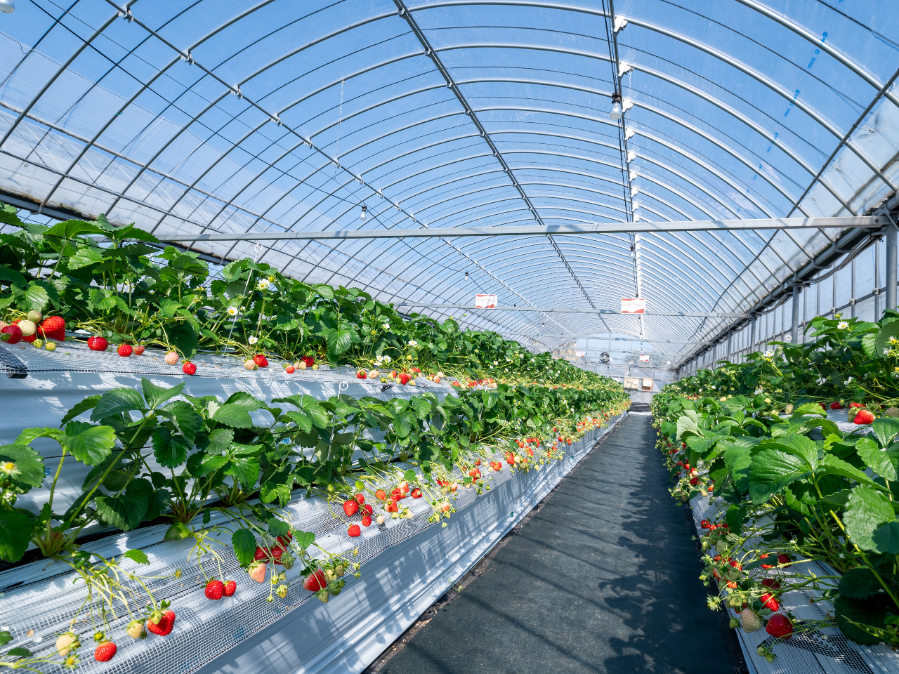 【食べ放題】ご愛犬も同時に入場可能！最大５品種！ハウス内高設栽培でしゃがまずに雨...