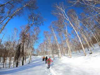 冬の白樺美林へLet's go!
