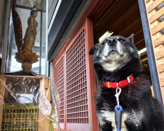 看板犬の「キボリ」がお迎え!