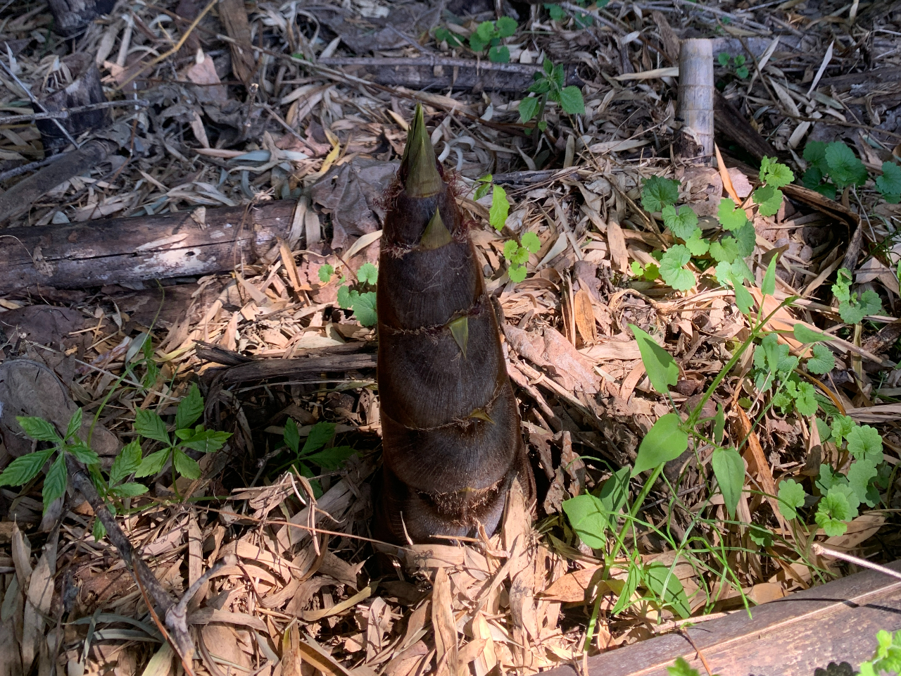 筍もタイミング良ければ採れるかも・(笑)
