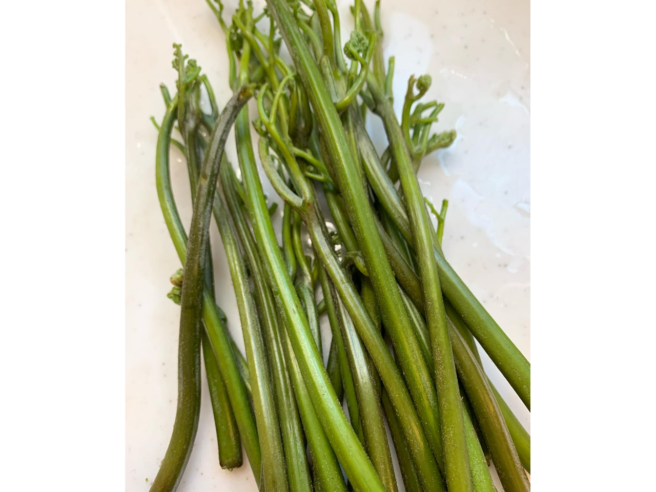 初物のわらび収穫!!