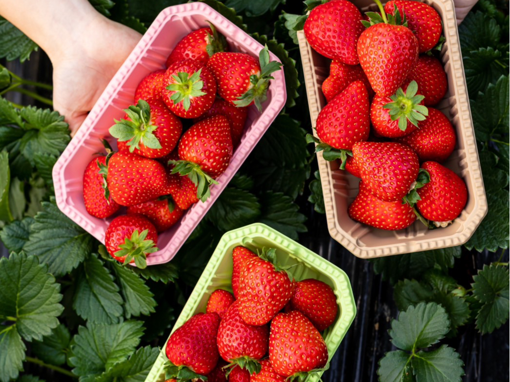 iwCNC[xƓȖ،ւwƂx̐HהׁI^ǂ΁wXJCx[xI