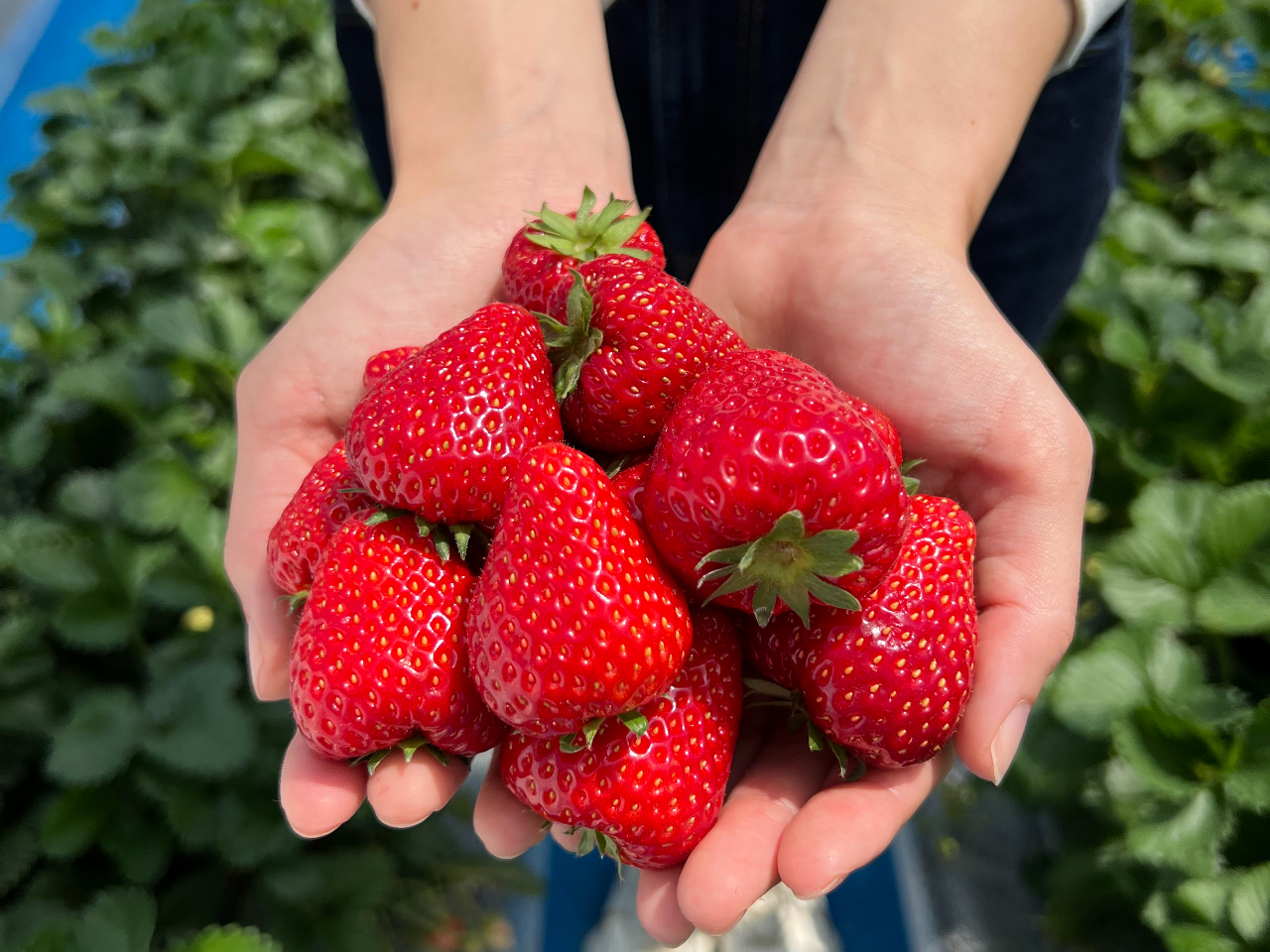 �Á[���I�傫���[�I�����I�I