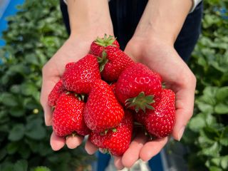 甘ーい!大きいー!感激!!