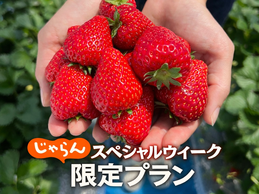 �y������X�y�V�����E�B�[�N�z����v�����I���̋@������������Ȃ��I