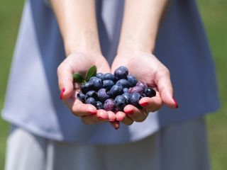 フレッシュなブルーベリーを食べ放題♪