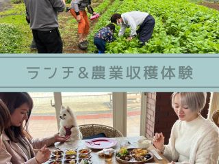 58ロハスキッチンでのビュッフェランチと収穫体験のお得なセットプラン!レストランはワンちゃんと利用する事も出来ます