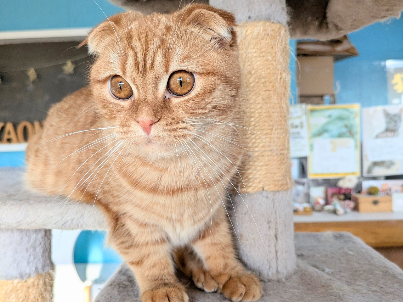 ぴちぴちの元気いっぱい「きみちゃん」