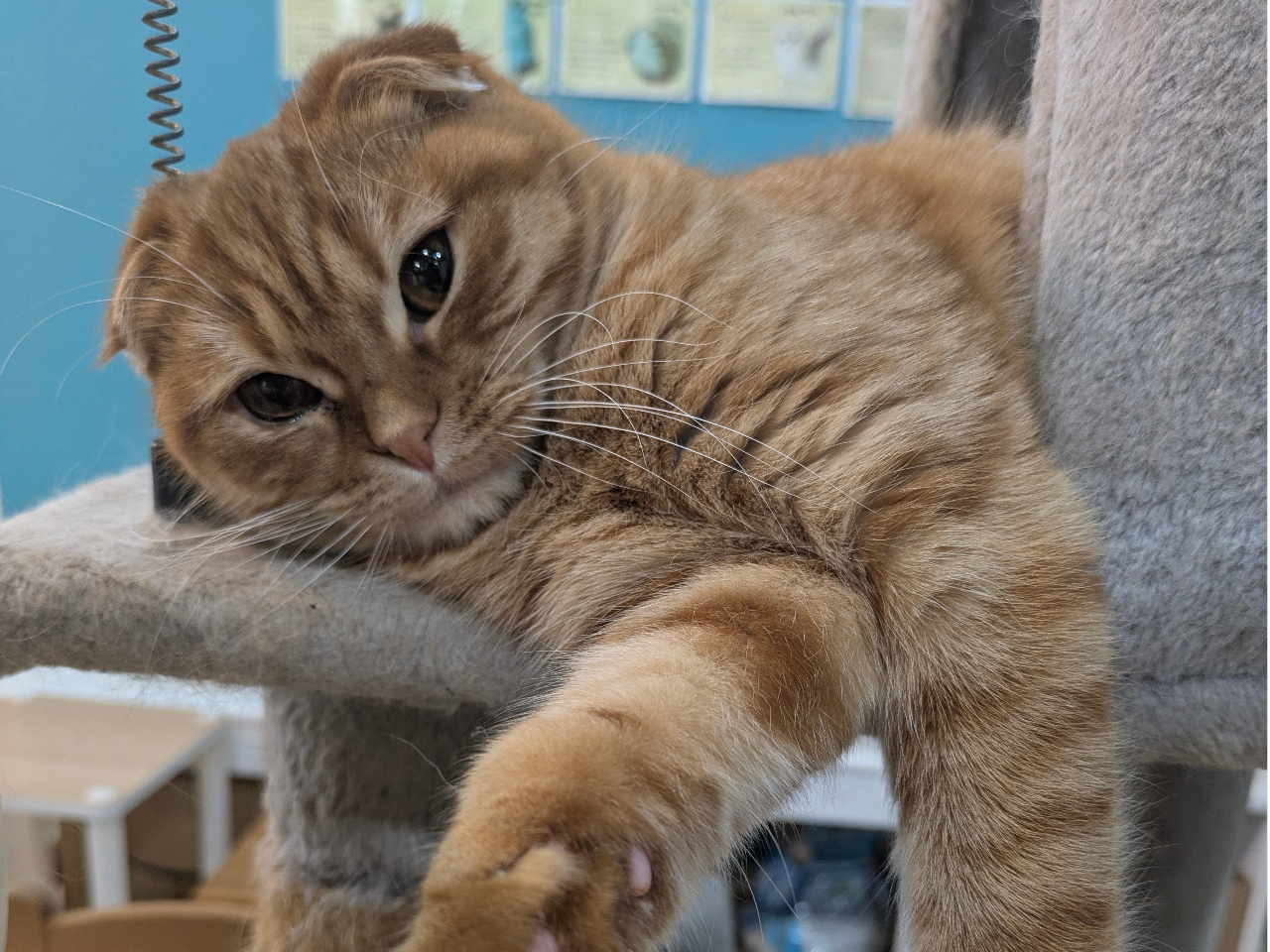 じゃらん限定！【平日限定！おやつタイム体験付プラン☆60分コース＋