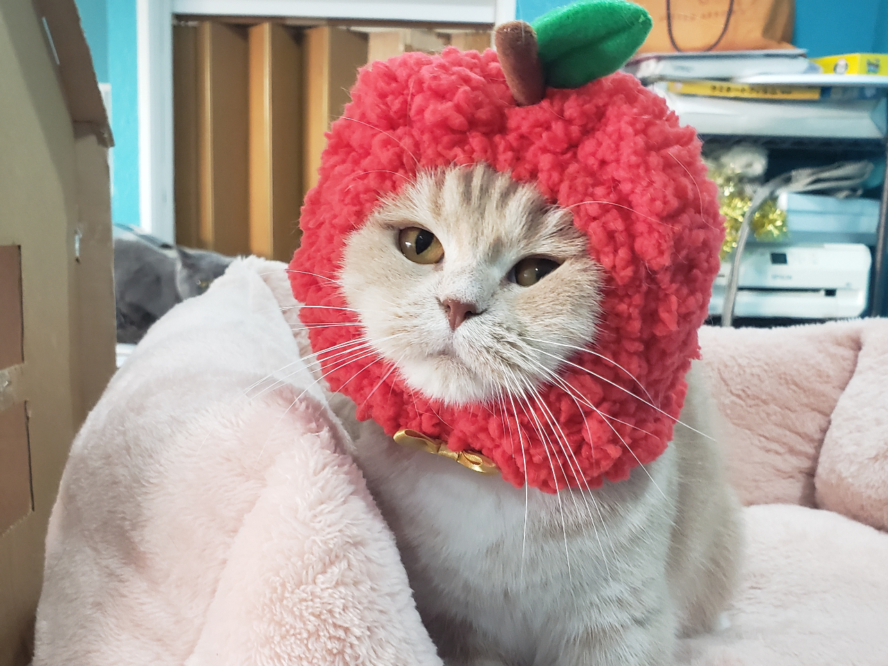 太宰府【土日祝日プラン★60分 ワンドリンクオーダー制】小さなお子様も大歓迎♪~...