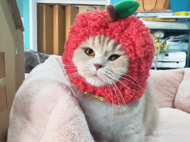 太宰府 土日祝日プラン 60分 ワンドリンクオーダー制 小さなお子様も大歓迎 ファミリーにおすすめ 猫カフェnyaon じゃらん遊び体験 太宰府 土日祝日プラン 60分 ワンドリンクオーダー制 小さなお子様も大歓迎 ファミリーにおすすめ 猫カフェnyaon じゃらん遊び体験