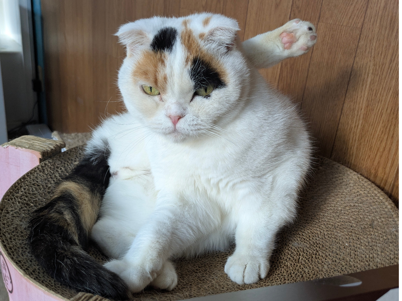 カフェねこ 新年明けましておめでとうございます🎍🌸🌸 本日も10時より