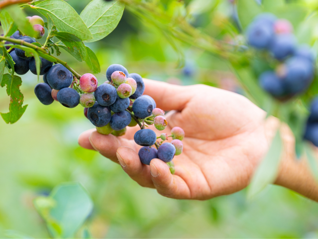 農薬不使用ブルーベリー狩り時間無制限食べ放題（地植え・有機栽培