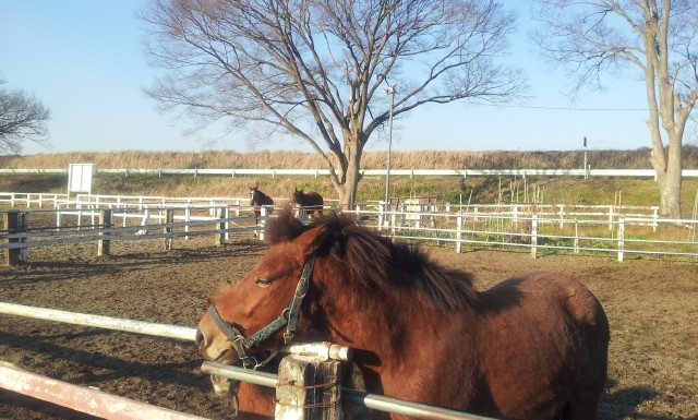 【我孫子市・乗馬体験】乗馬が初めての方大歓迎! ぜひ一度お越しください。