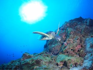 八丈島(八重根)水深8m(3月・2023)