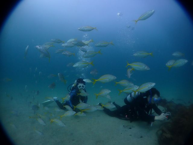 カラフルな珊瑚と熱帯魚を