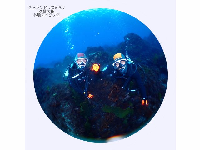伊豆大島で体験ダイビング