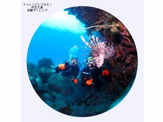 伊豆大島で体験ダイビング