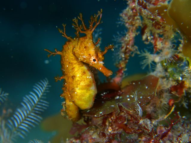 ハナタツ
