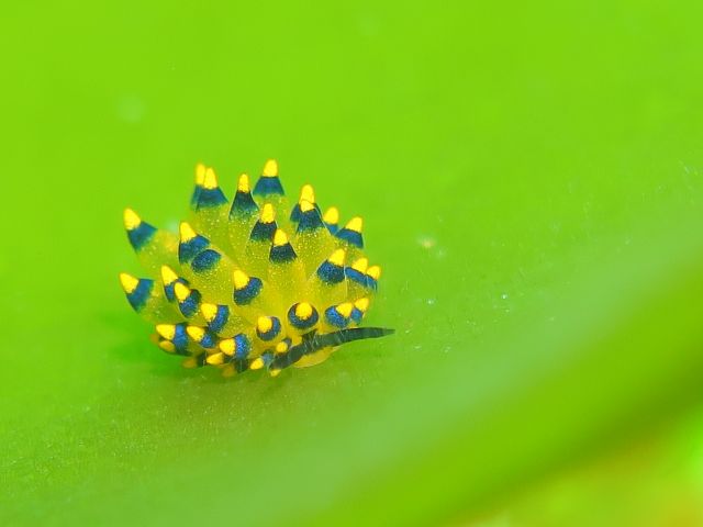 アリモウミウシ