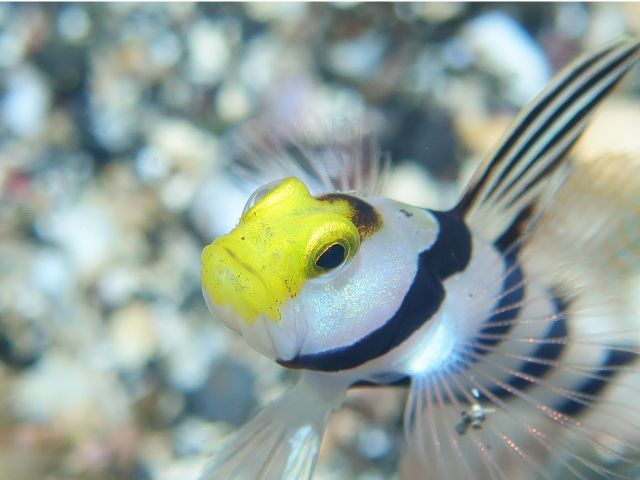 ネジリンボウ