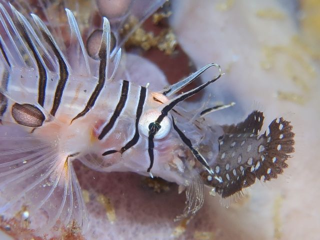 ハナミノカサゴ幼魚