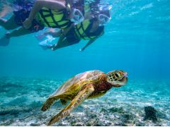 比較的に浅い水深でウミガメと遭遇。浮力体につかまれば泳ぐの苦手でも楽しめます♪