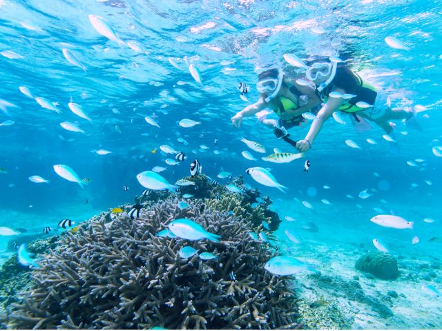 美しい珊瑚礁で癒しのひと時を