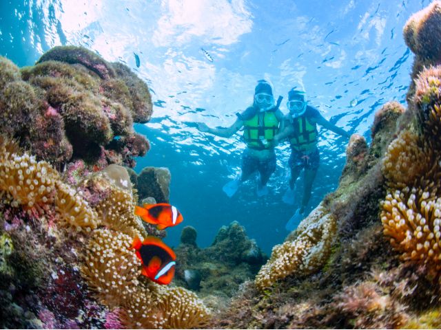 可愛いクマノミや熱帯魚達にも会えるよ♪