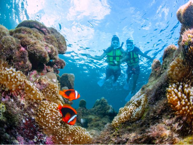 可愛いクマノミや熱帯魚達にも会えるよ♪