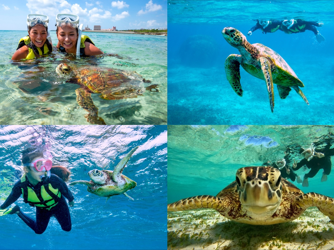 ����̃E�~�K���Ɖj���c�A�[�I�V���m�[�P�����O�����߂Ă̕������q�l���劽�}��