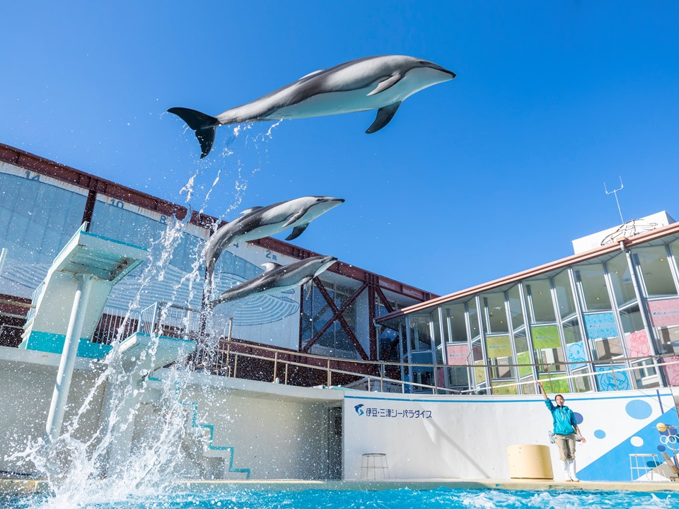 【ショースタジアム】イルカやアシカたちのド迫力&ユニークなショーは必見!