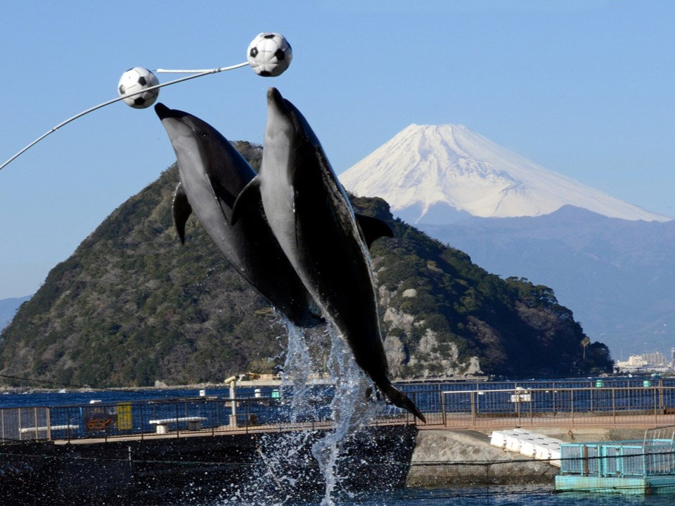 yCJ̊CV[Xe[WzVC͕xmRobNɁIō̃P[VŃV[y߂܂I