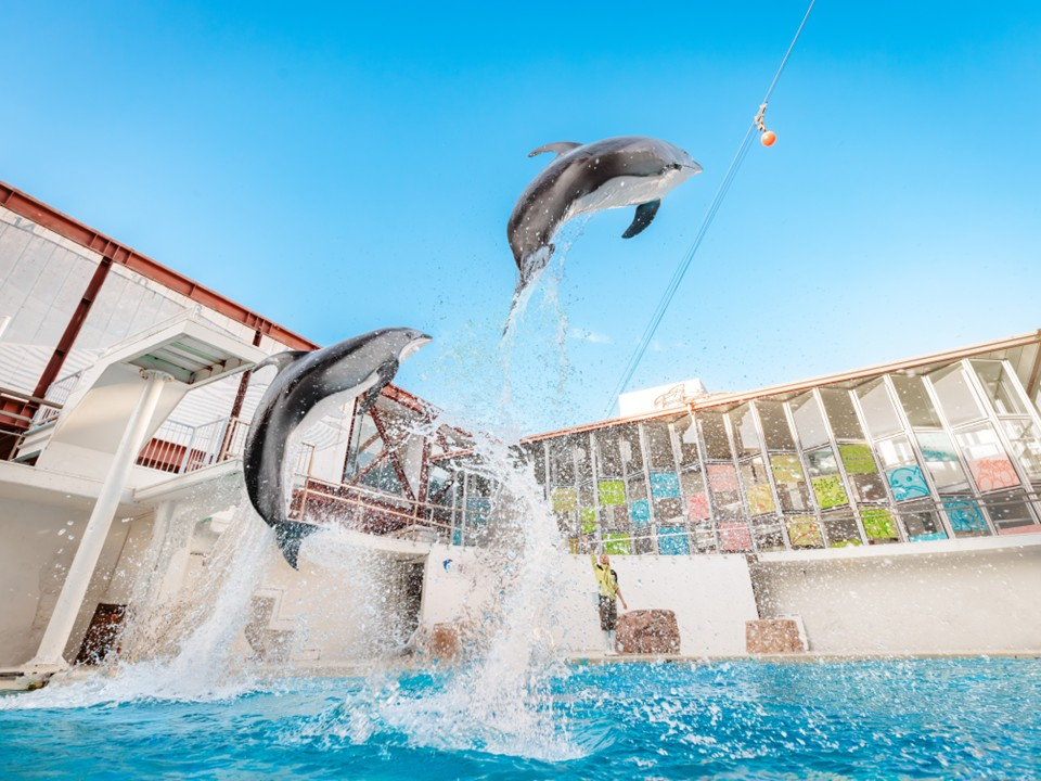 伊豆×水族館体験】＼遊ぶ！学ぶ！ふれる！がいっぱい／最大200円割引