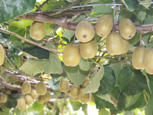 今しか味わえないキウイをもぎ取りしませんか