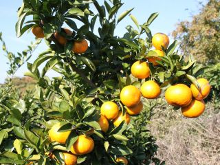 2022年キウイ狩り♪