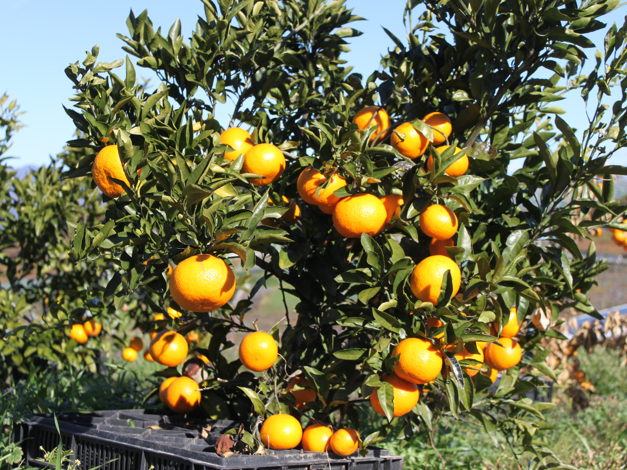 ���H�i���������オ�肭�������B