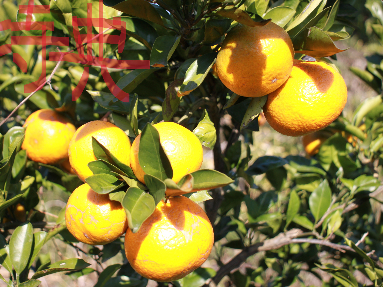 ���T�t�@�݂���