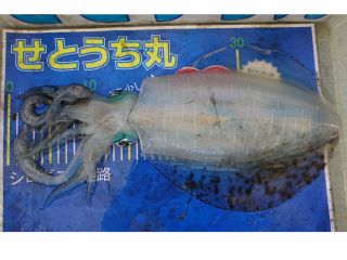 おいしいイカを釣ろう 秋の味覚 イカ釣りプラン せとうち丸 フィッシングセンターえばし じゃらん遊び体験