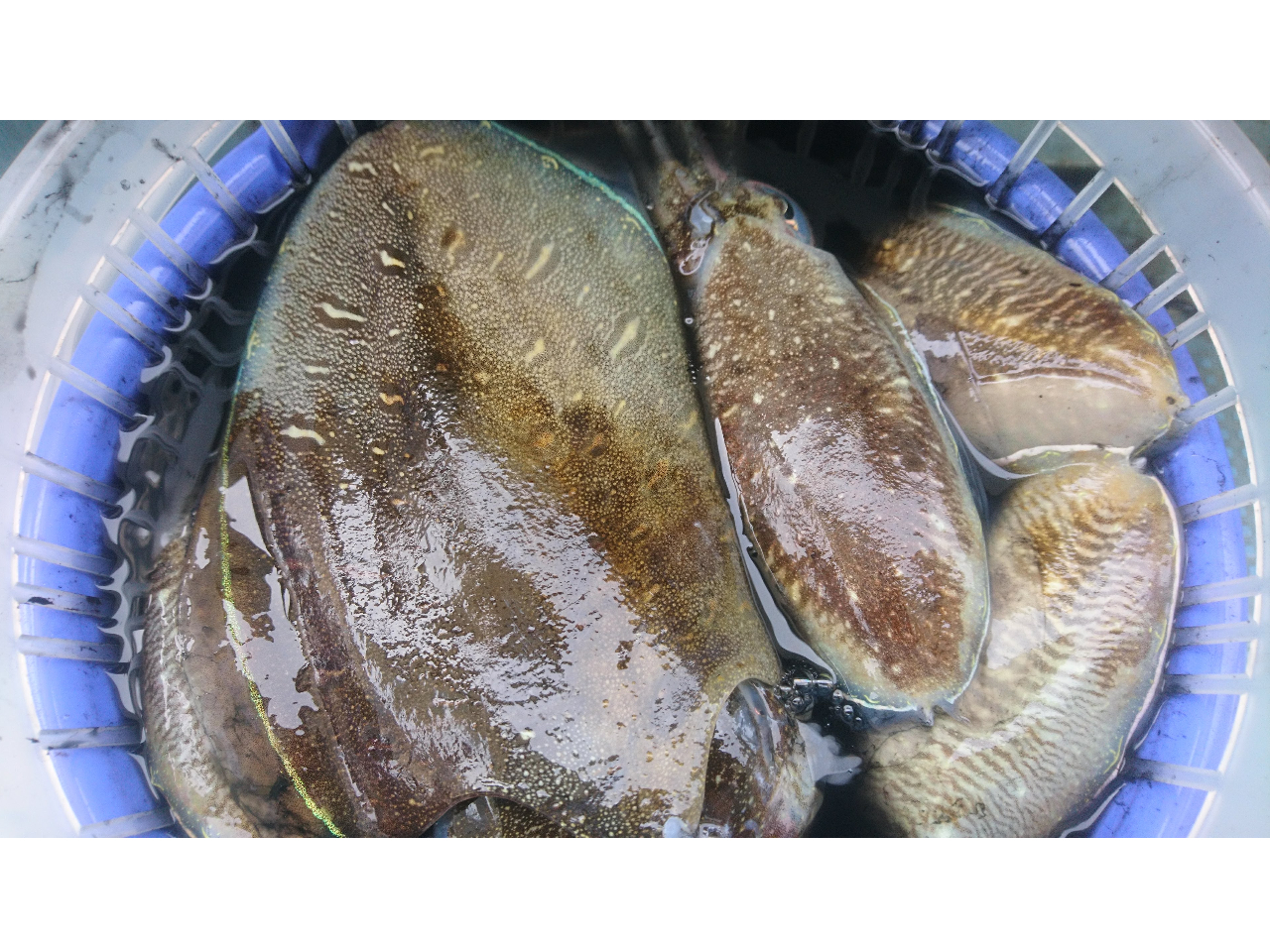 過去の釣果!1kg級の大きなモンゴウイカも混じります。