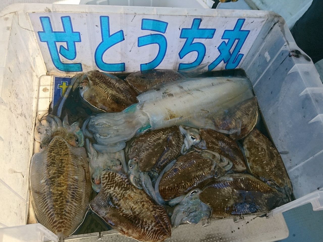 過去の釣果:アオリイカ、コウイカ、モンゴウイカ 混じってます。コウイカのスミで真っ黒\(◎o◎)/!