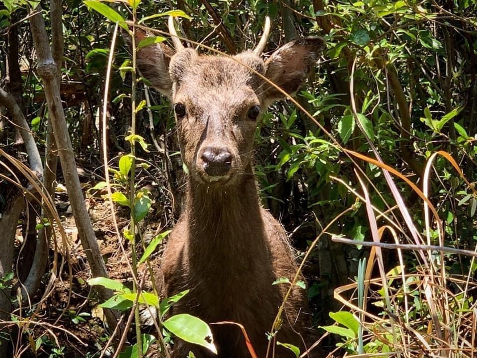 山のこと、動物のことをガイドがご案内