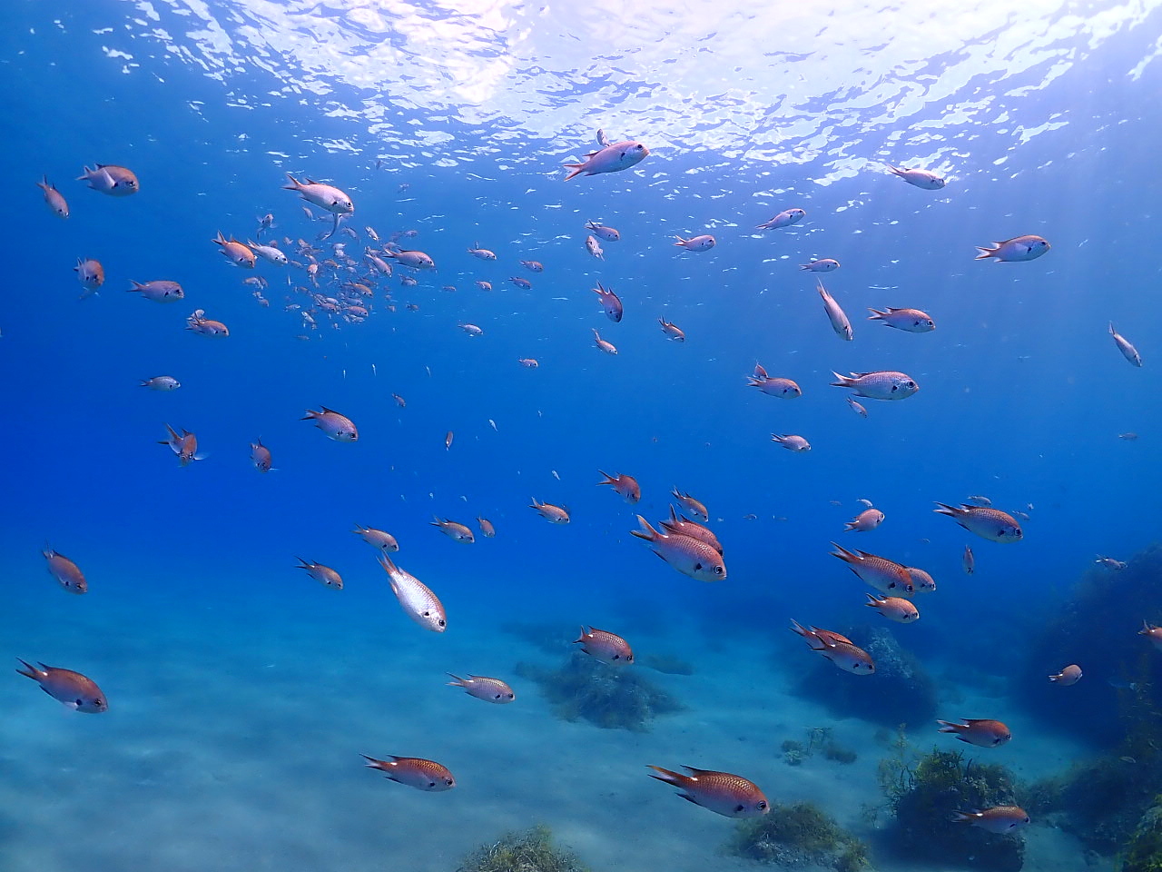 魚達もすぐ近くに来てくれます