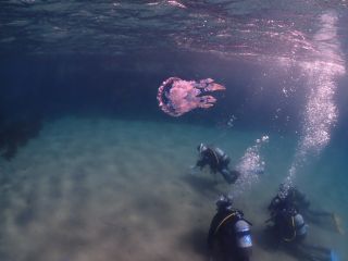 穏やかな海でゆったりとダイビング体験ができます